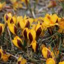 Crocus chrysanthus Elegance