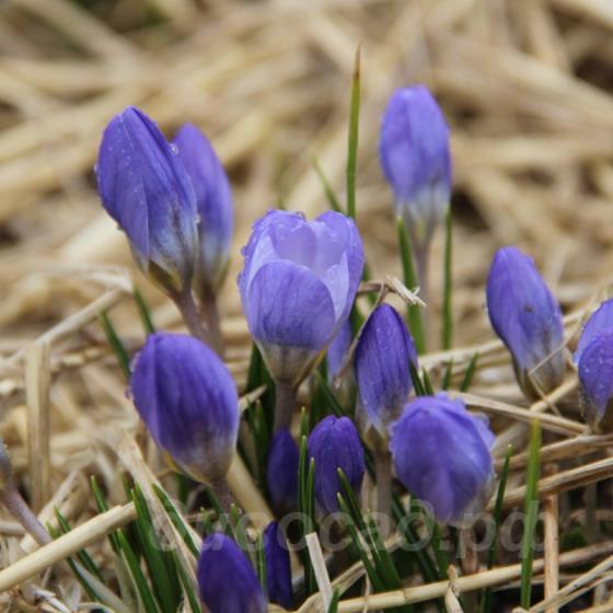 Crocus chrysanthus Zenith