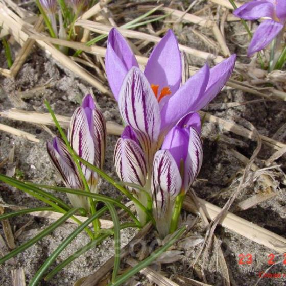 Crocus Corsicus