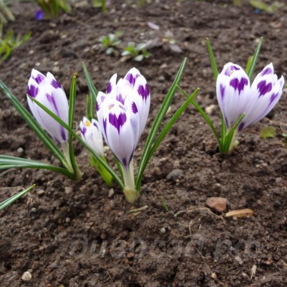 Crocus heuffelianus Snow Princess