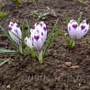 Crocus heuffelianus Snow Princess