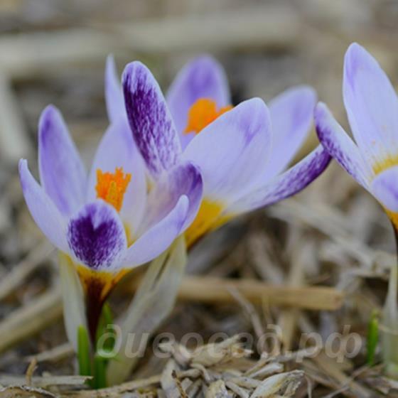Crocus sieberi Ronald Ginns