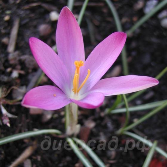 Crocus tommasinianus Roseus