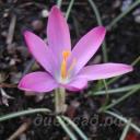 Crocus tommasinianus Roseus