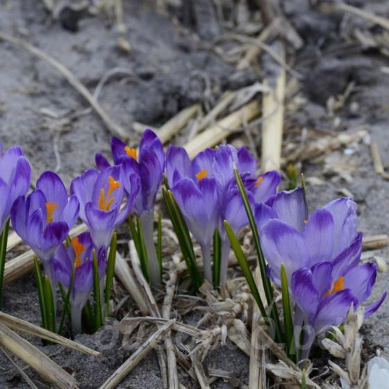 Crocus tommasinianus Pictus