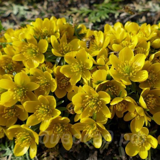 Eranthis tubergenii Sachsengold