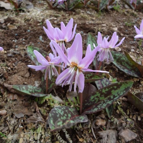 Erythronium dens-canis Moerheimii