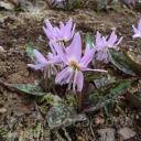 Erythronium dens-canis Moerheimii