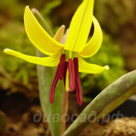 Erythronium umbilicatum