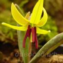 Erythronium umbilicatum