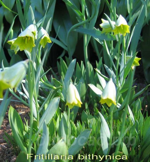 Fritillaria bithynica