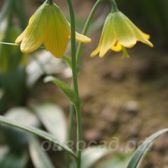 Fritillaria conica