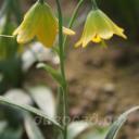 Fritillaria conica