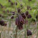Fritillaria Montana