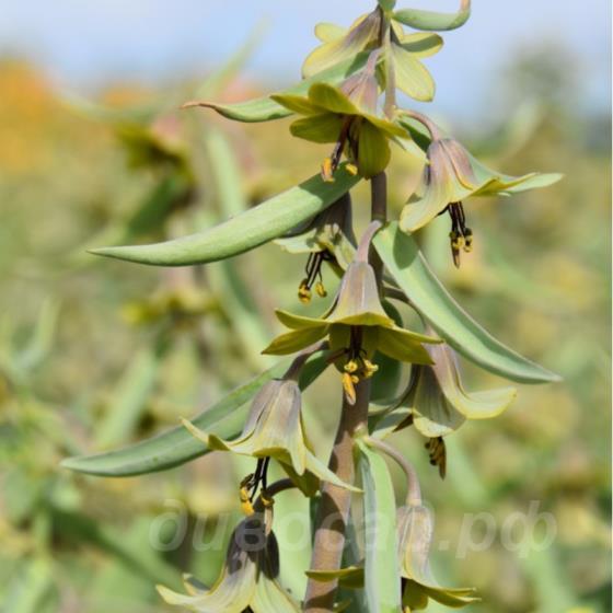 Fritillaria sewersowii Green Eyes