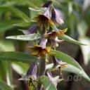 Fritillaria sewersowii