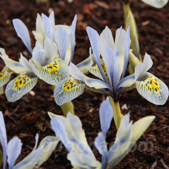 Iris 'Katharine Hodgkin'