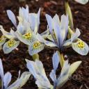 Iris 'Katharine Hodgkin'