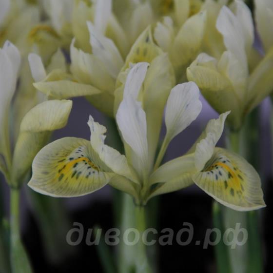 Iris Katharines Gold