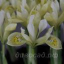 Iris Katharines Gold