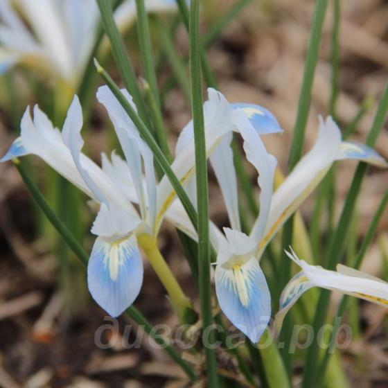 Iris reticulata Frozen Planet