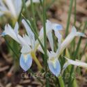 Iris reticulata Frozen Planet