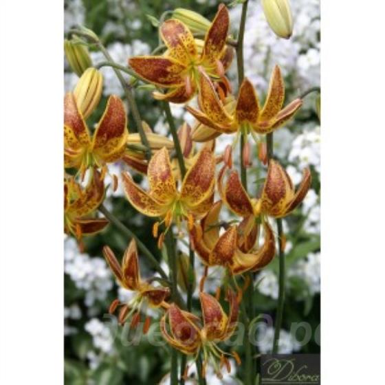 L. martagon Nicotine (Sunny Morning)
L. martagon Nicotine (Sunny Morning)