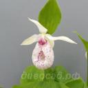 cypripedium Anita