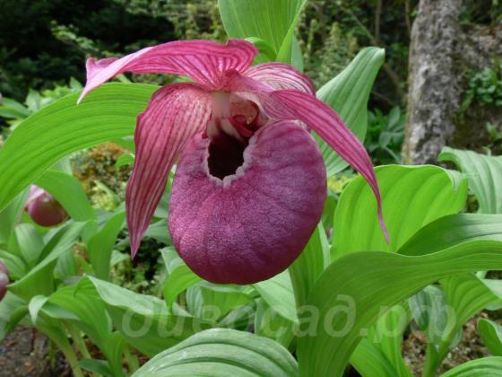 cypripedium John Haggar