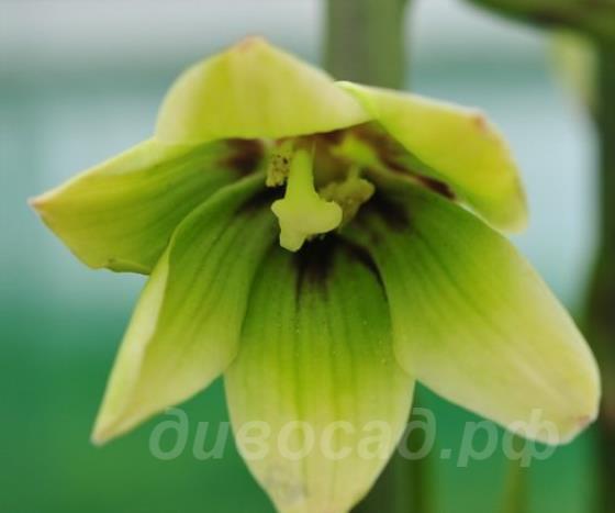 Cardiocrinum cordatum glehnii