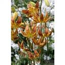 L. martagon Nicotine (Sunny Morning)
