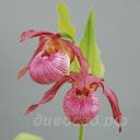 Cypripedium Barbel Schmidt