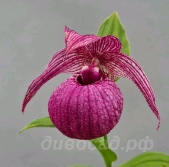 cypripedium Mops