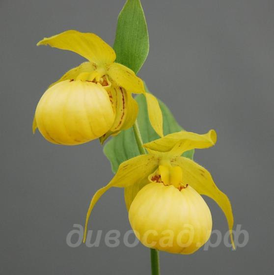Cypripedium Barry Philipps