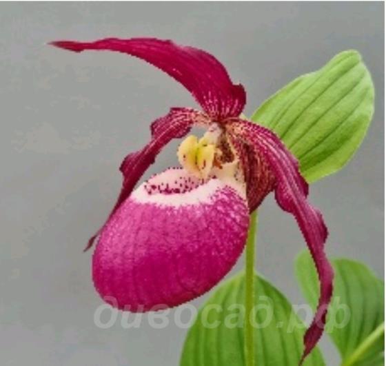 Cypripedium Philipp dark