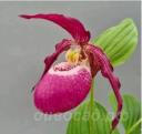 Cypripedium Philipp dark