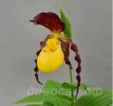 cypripedium planipetalum x kentuckiense