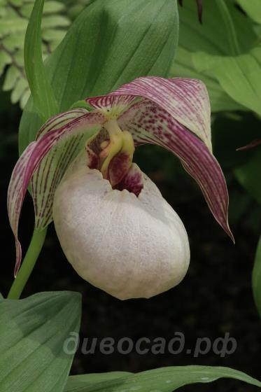 Cypripedium Tilman
