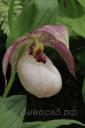 Cypripedium Tilman