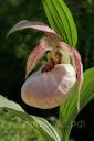 Cypripedium Tilman
