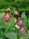 cypripedium Harlequin 