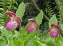 cypripedium Harlequin 
