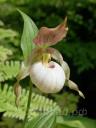 cypripedium Gisela Pastel 