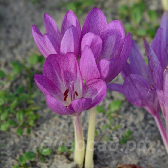 Colchicum bivonae Glory of Heemstede