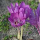 Colchicum bivonae Glory of Heemstede