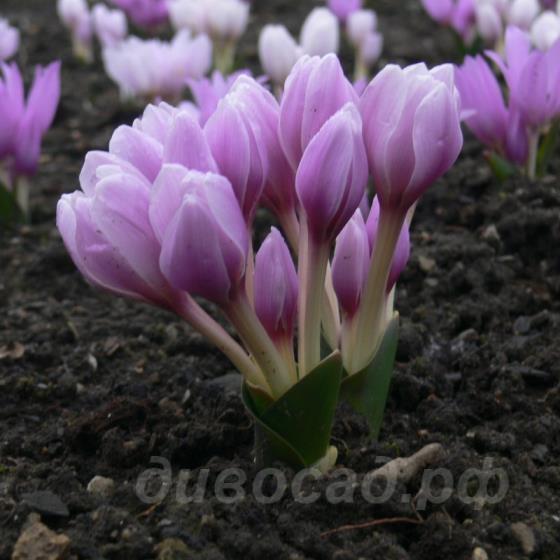 Colchicum szovitsii