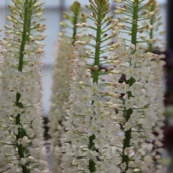 Eremurus himalaicus, �������� �����������