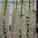Eremurus himalaicus, �������� �����������