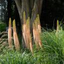 Eremurus Romance