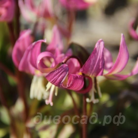 Erythronium x revolutum Grand Old Man